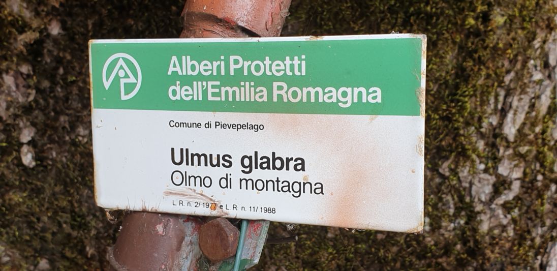 Olmo montano_Pievepelago_20230920_122129